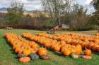 USA-Vermont-Stowe-West Hill Rd-pumpkin field Art Print